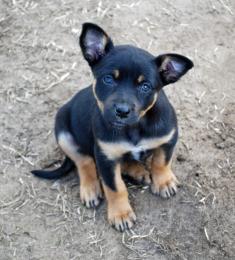 cutelilpuppy